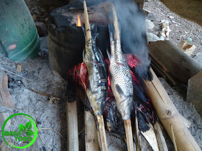  Ikan  mas  goreng sambal tomat dan ikan  mas  bakar  bumbu 