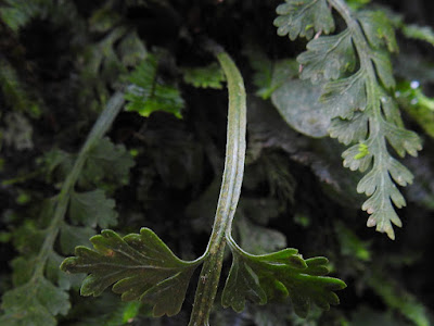 Stipe of Asplenium ritoense