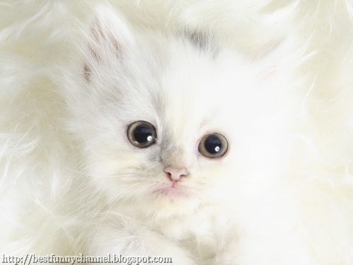 White kitten.