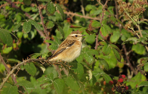 Whinchat (NJ)