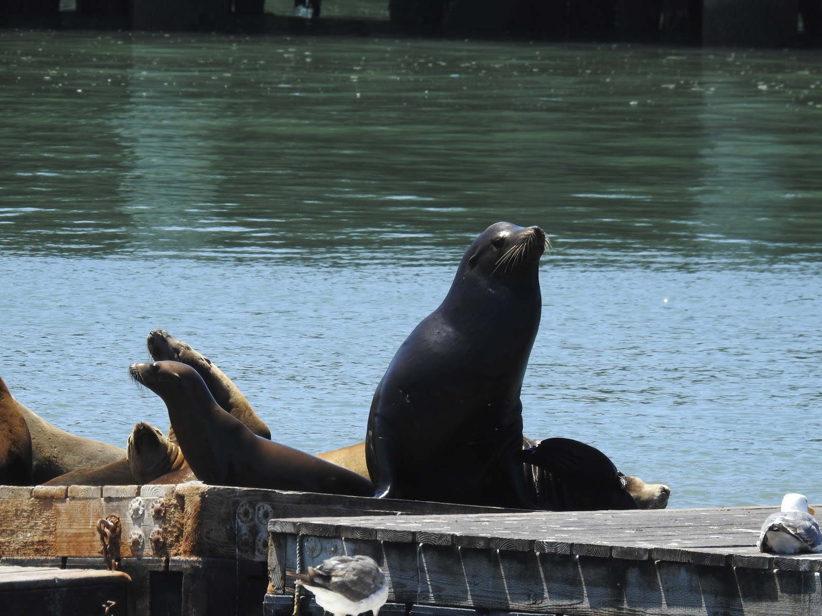 seals at the pier