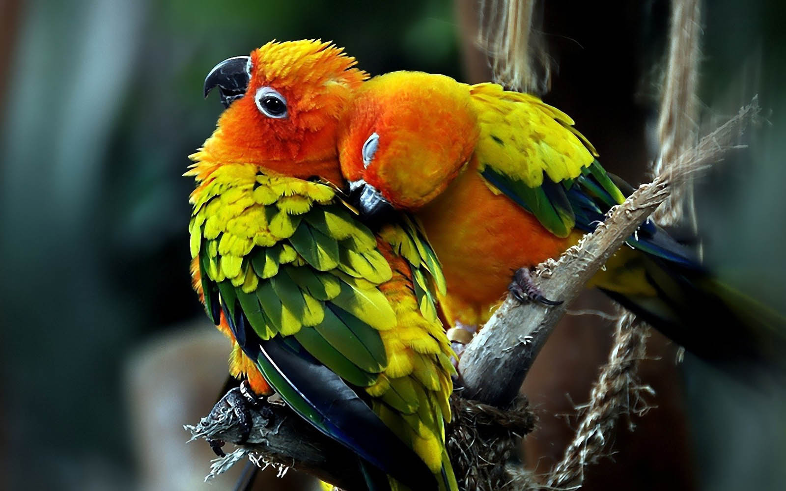 : Love Birds Wallpapers, Love Birds DesktopWallpapers, Love Birds 