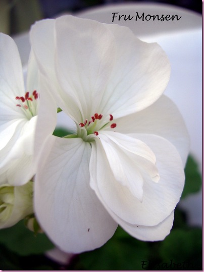 Pelargoner 09 015-2