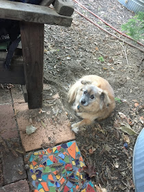 Little fluffy dog in the dirt next to a colorful tile.