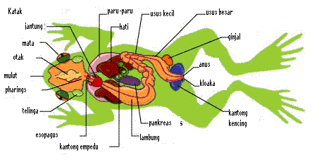DOKTER HEWAN: Anatomi Katak