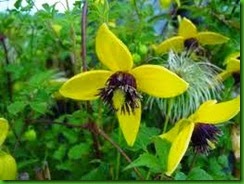Clematis orientalis
