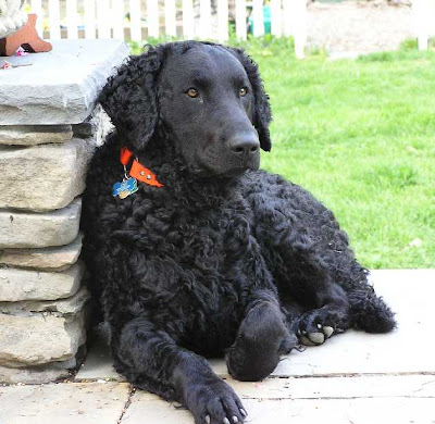 Curly-Coated Retriever Dog Pictures