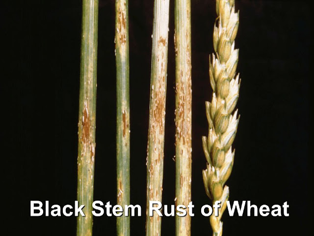 Black stem rust of wheat