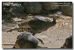 guajolote gallopavo Meleagris gallopavo american birds