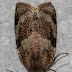 Syndemis musculana, micro moth