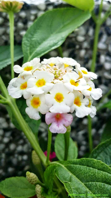 馬櫻丹 Lantana Camara