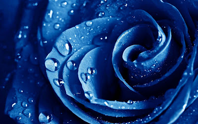 Rose HD Wallpaper 5