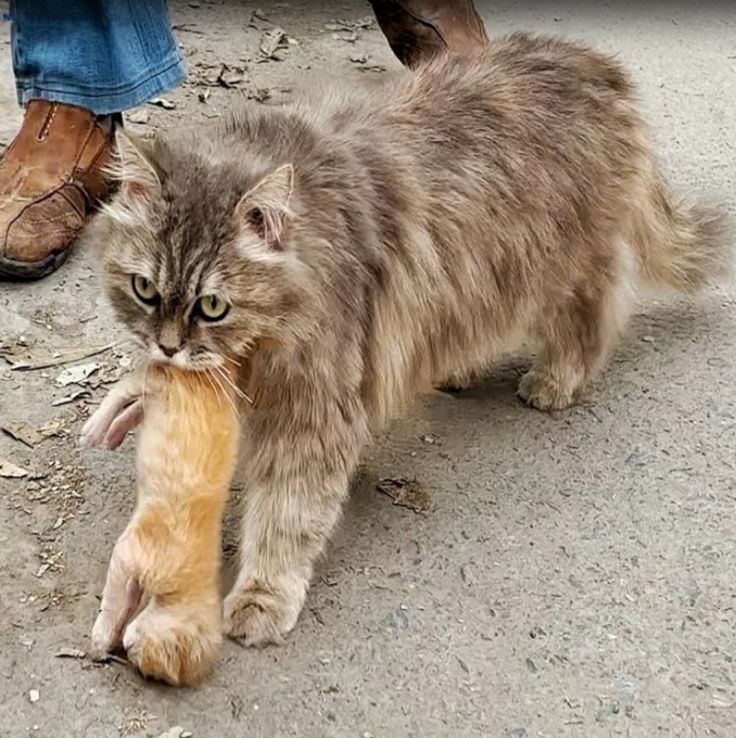 A crying mother cat brought her dying kitten to a human. Just unbelievable!