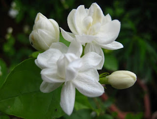 Jasmine Flower Wallpaper