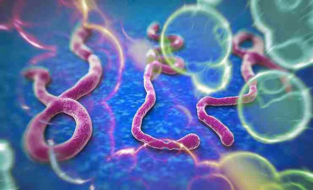 ebola virus prevention and treatment 2014