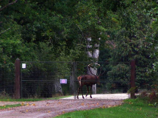 Red Deer stag, Chateau of Chambord estate, Loir et Cher, France. Photo by Loire Valley Time Travel.