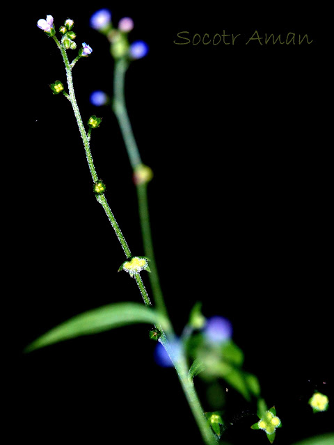 Cynoglossum asperrimum