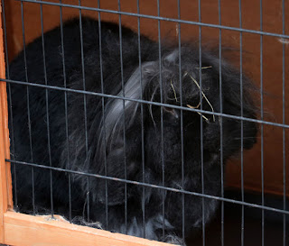 Sassy sat in her hutch