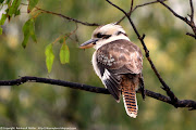 I recently posted a picture of a kookaburra, but I thought this one was cute . (blog ormeau kookaburra)