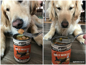 golden retriever dog trying Merrick's Howl O' Ween grain-free canned dog food