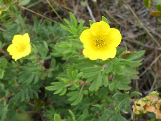 Potentille ligneuse - Dasiphora fruticosa - Potentille arbustive - Potentilla fruticosa