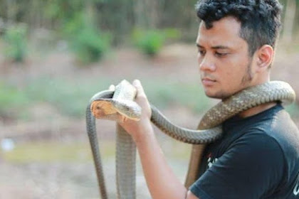 Kondisi Panji Petualang Mengkhawatirkan Gegara Digigit King Cobra