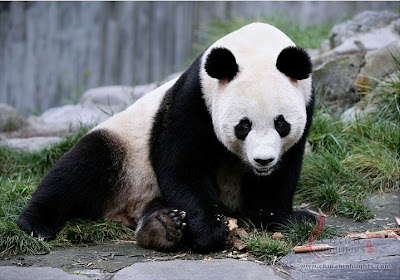 Giant Panda Endangered Animals Pictures 