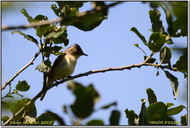 Marsh Lane - July
