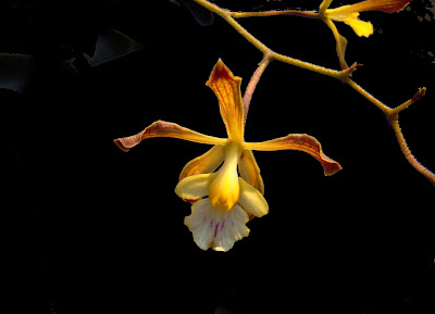 Encyclia papillosa - Butterfly Encyclia care