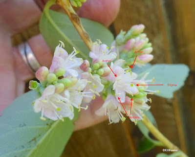 snowberry, Symphoricarpos