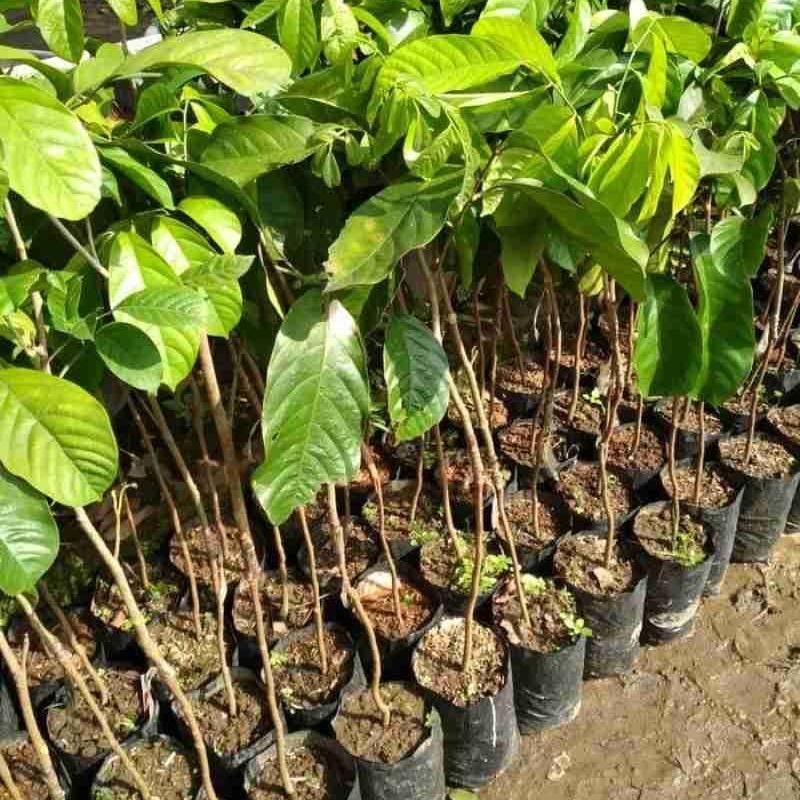 bibit pohon duku palembang unggul bisa ditanam di lahan kosong Bali