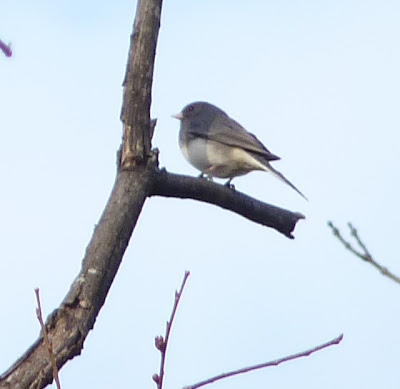 junco