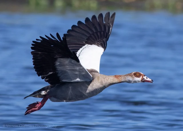 Canon EOS 7D Mark II Autofocus Consistency Testing : Egyptian Goose in Flight 03