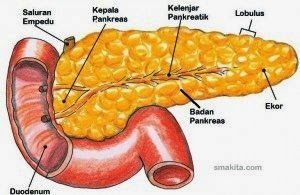  Kelenjar Pankreas 