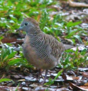 beternak burung perkutut