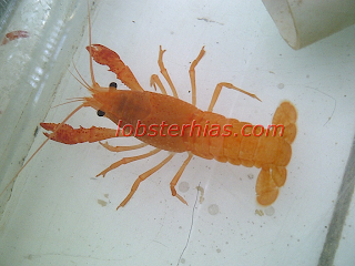 Jual Lobster Hias Red Neon