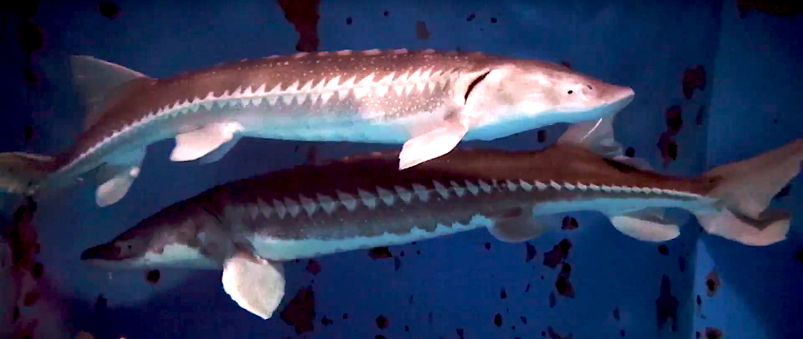Aquarium Movies Japan Archive 生きている魚図鑑 シロチョウザメ White Sturgeon Acipenser Transmontanus