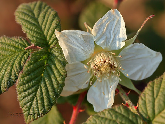 Rubus hirsutus