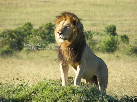 3 Days Masai Mara Wildlife Safari