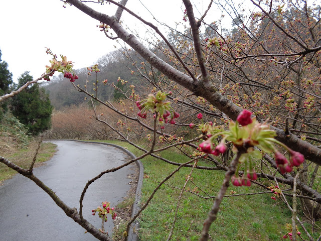 別所川渓流植物園の牡丹桜はもう少し