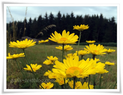 gelben Margeriten