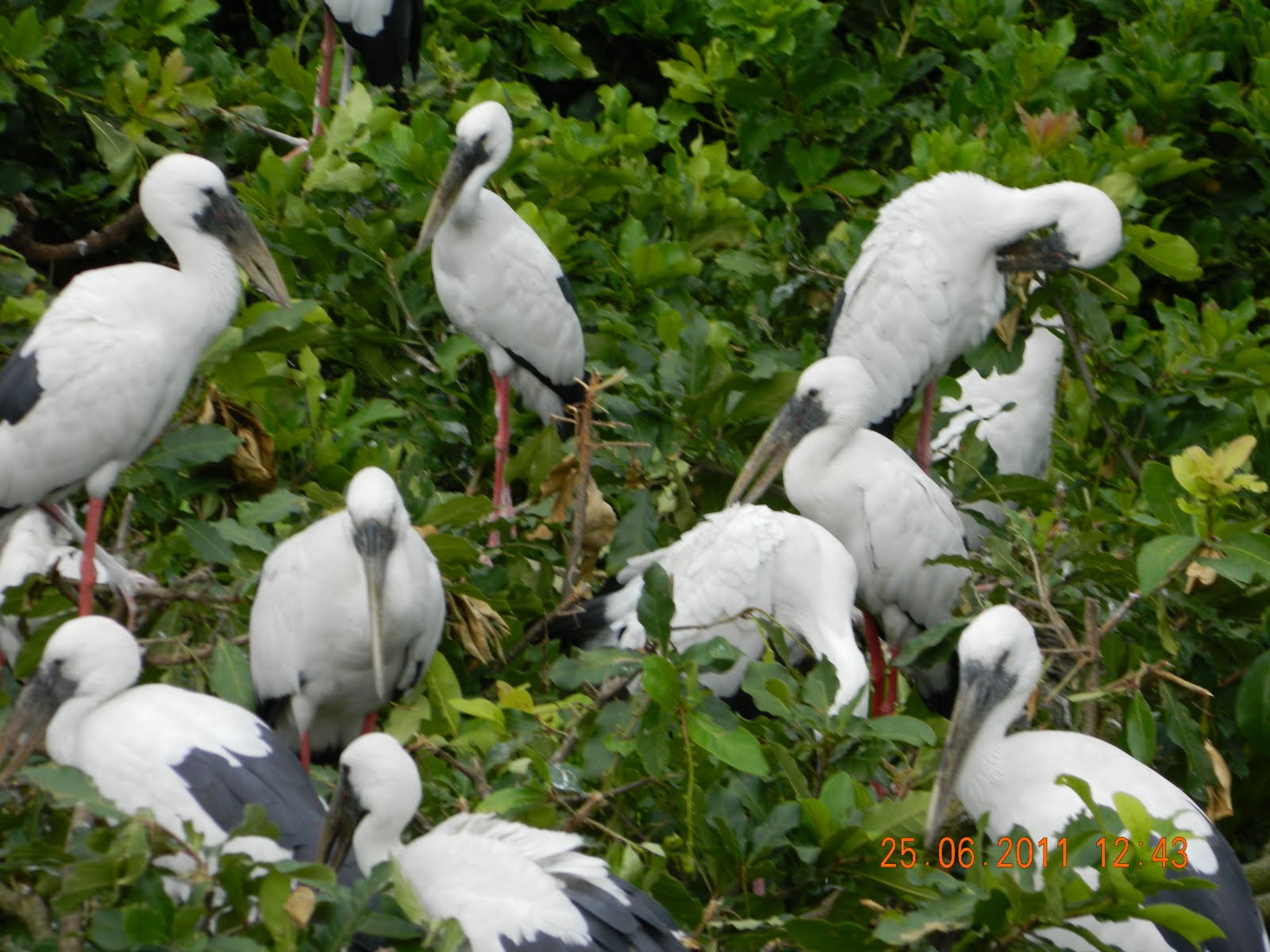 ... Tours: India Tours-West Bengal Tourism Place, Raijanj Bird Sanctuary