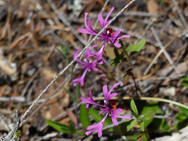 elaborate clarkia