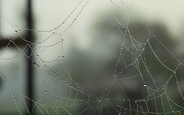 Agujero Tela de Araña