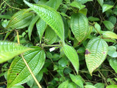 新/马草药自然医学: 毛野牡丹藤 功效与作用. Koster's Curse ~medicinal uses 