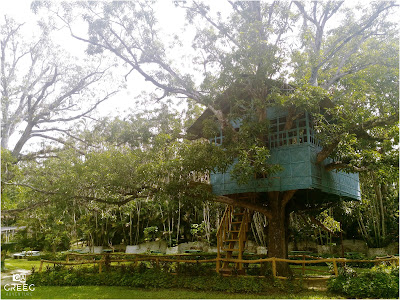 Philippine Tree House