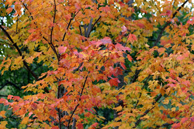 maple leaf colors peak during October, leaf fall by month's end