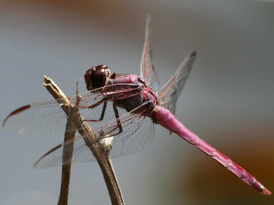 Roseate skimmer