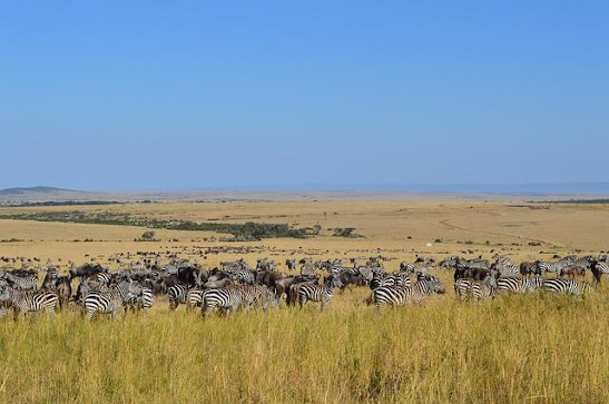 Gambar Ekosistem Padang Rumput Afrika