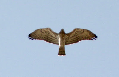Short-toed Snake-Eagle